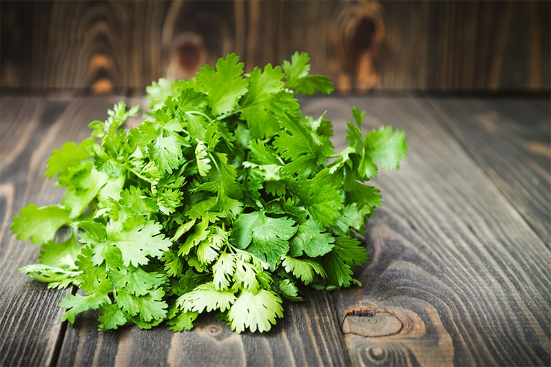 coriander leaves