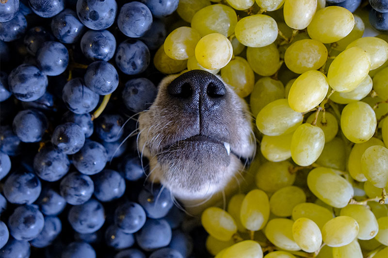 Grapes and Raisins