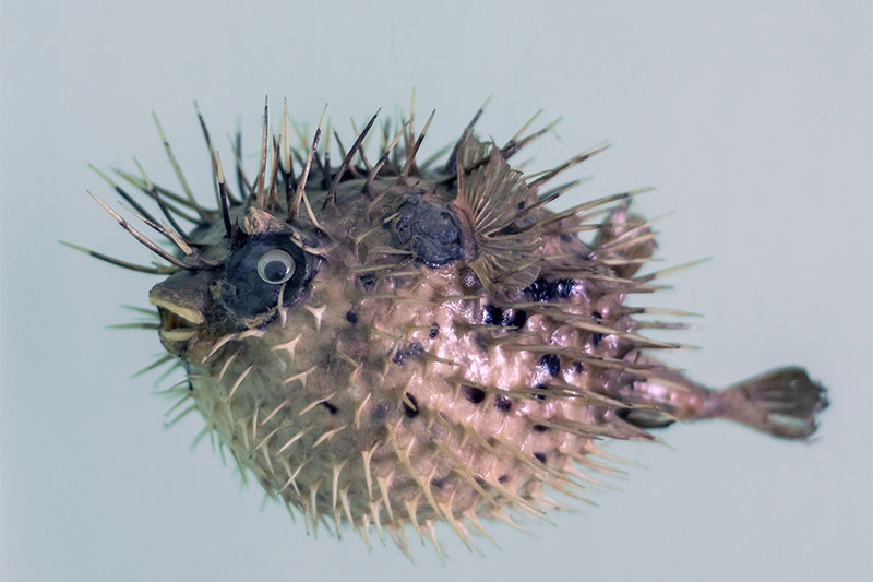 Fugu, Japanese pufferfish