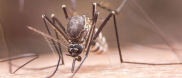 7 Reasons Why Mosquitoes Are Attracted to You, According to Science