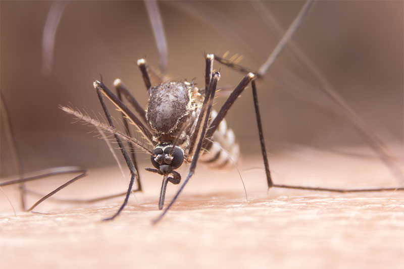 7 Reasons Why Mosquitoes Are Attracted to You, According to Science