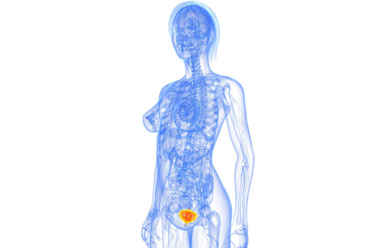 9 Organs You Can Actually Live Without - Page 8 of 9 - Factspedia