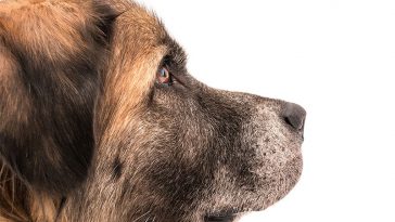 Are You Worried Your Older Dog is Showing Signs Of Dementia? Here Is What You Need To Look For