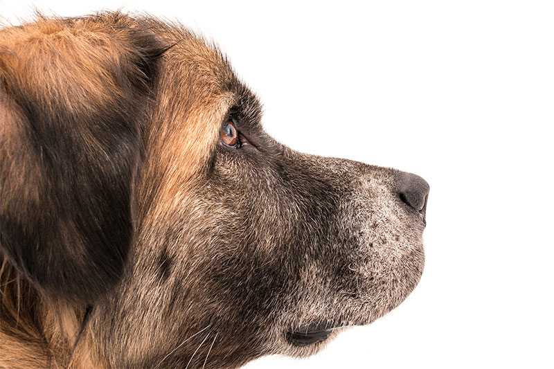 Are You Worried Your Older Dog is Showing Signs Of Dementia? Here Is What You Need To Look For