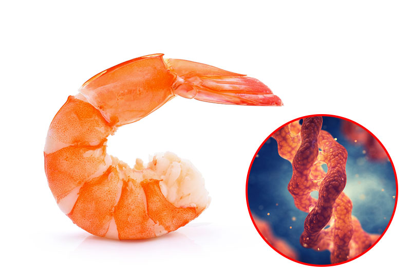 Shrimp Has Collagen