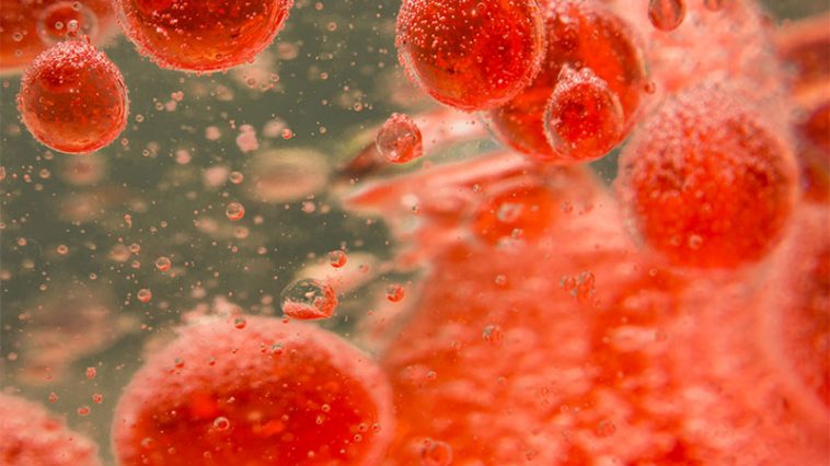 Can Science Keep Blood Young Forever?