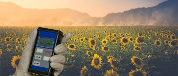 The Sunflowers in Chernobyl