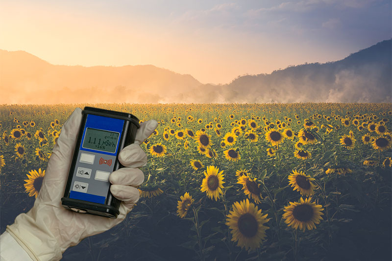 The Sunflowers in Chernobyl