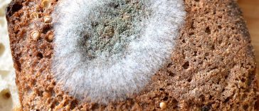 10 Gross Things That Happen To Your Food Every Day