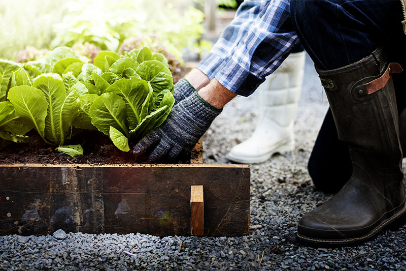 Engage your senses gardening