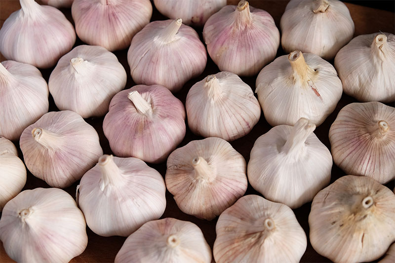 Chinese Garlic