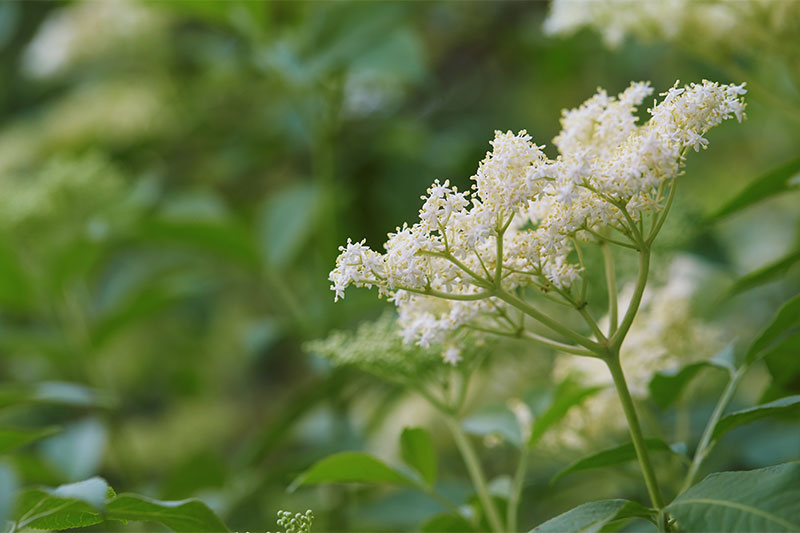 Elderflower Twigs