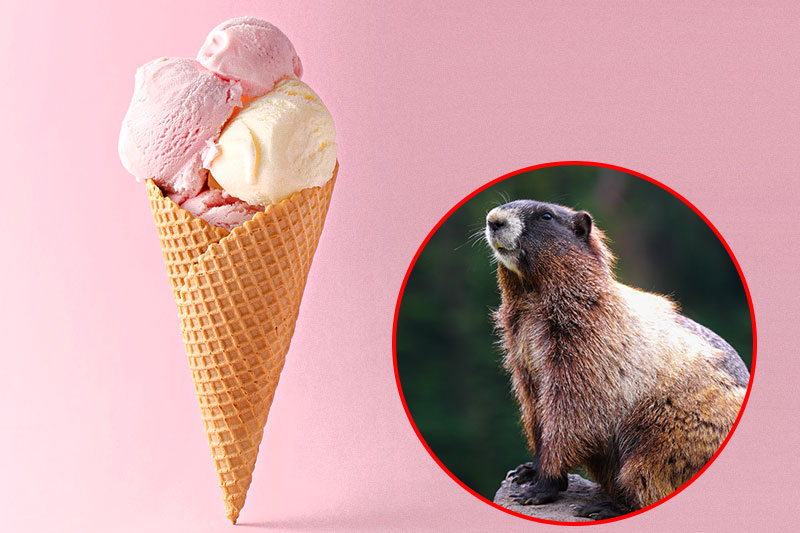 Ice Cream Can Be Made With Glands From Beavers