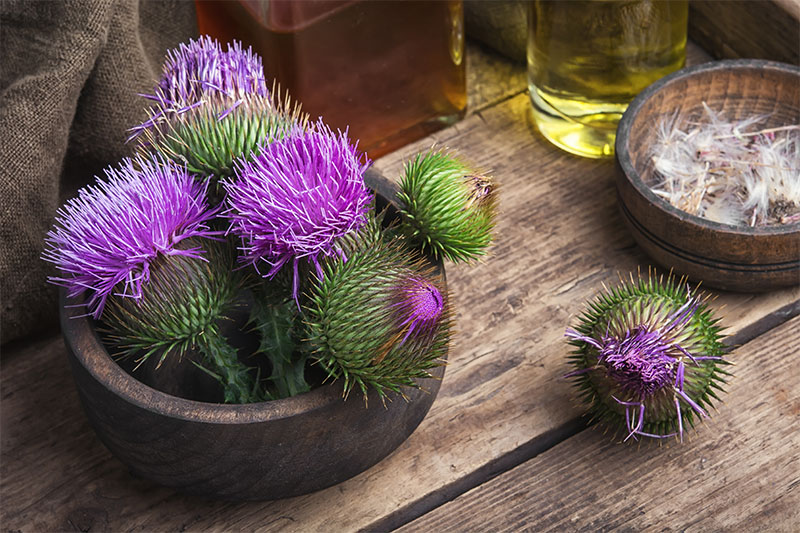 Milk Thistle