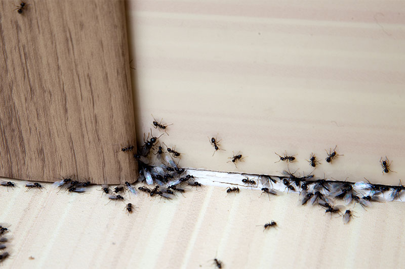 Stops Ant Infestations From Happening