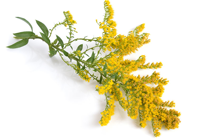 Goldenrod