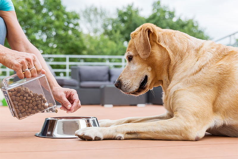 Wash Your Hands After You Feed Your Pet