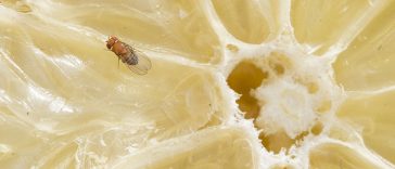 If You Have A Fruit Fly Problem In Your Kitchen, This One Thing Is To Blame