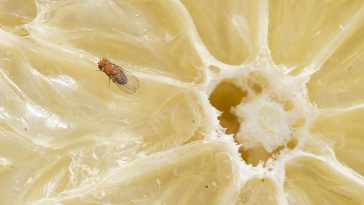 If You Have A Fruit Fly Problem In Your Kitchen, This One Thing Is To Blame