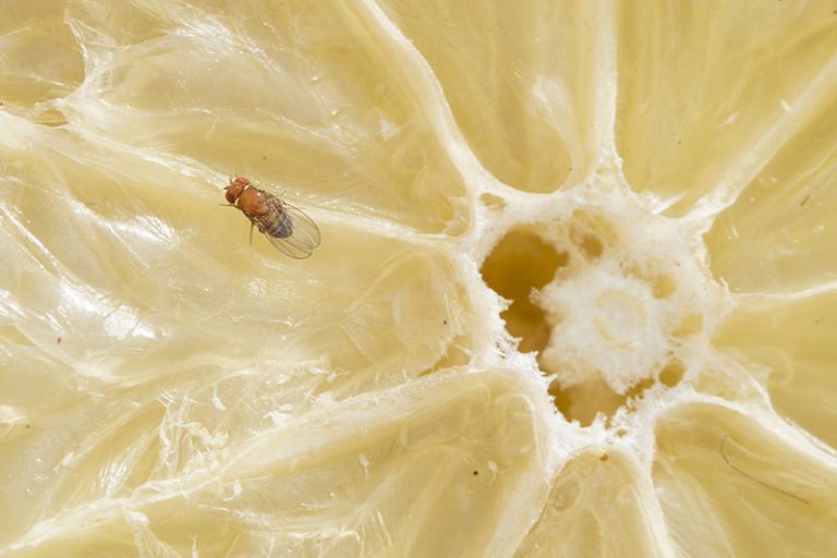 If You Have A Fruit Fly Problem In Your Kitchen, This One Thing Is To