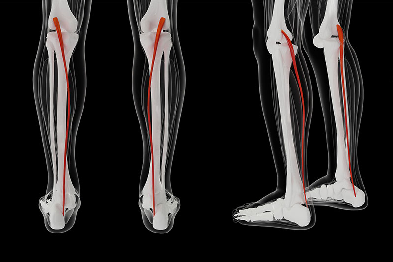 Plantaris muscle