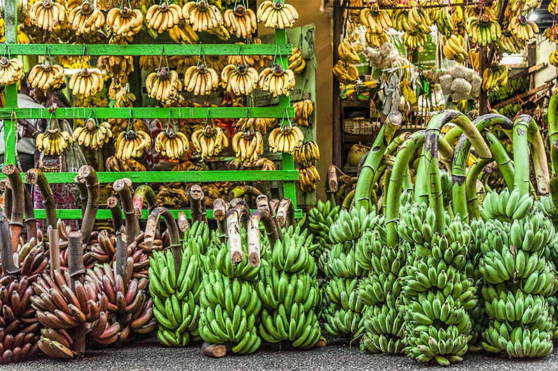 Sellers Ripen Bananas Artificially