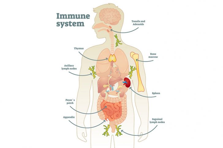 11 Myths About Your Immune System You Need to Stop Believing - Page 2