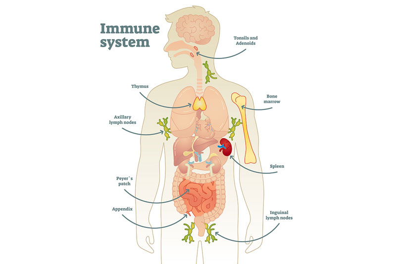 Your Immune System Is Mostly On The Upper Part Of Your Body