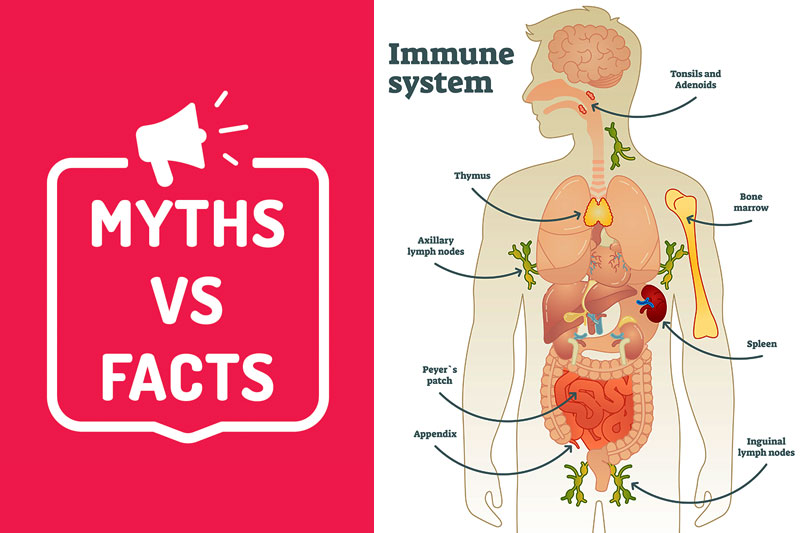 11 Myths About Your Immune System You Need to Stop Believing
