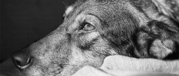 12 Warning Signs Of Cancer In Dogs That Every Owner Should Know