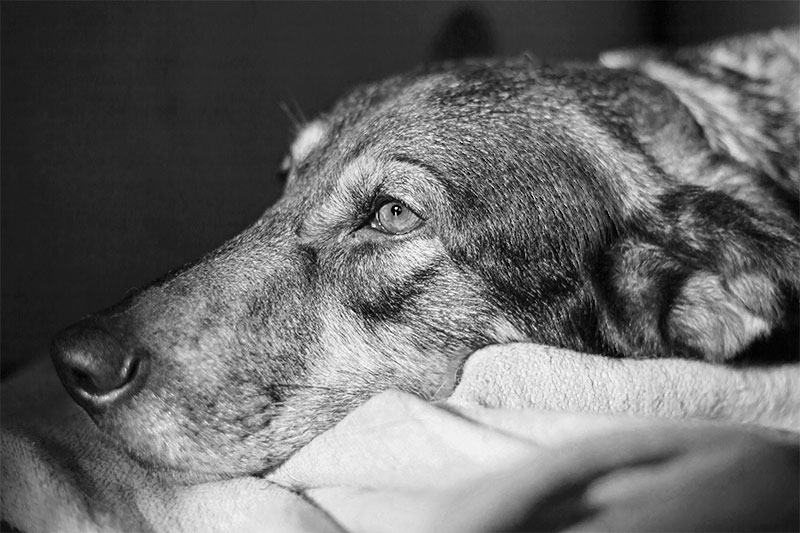 12 Warning Signs Of Cancer In Dogs That Every Owner Should Know
