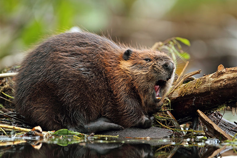 Vanilla flavored food beaver