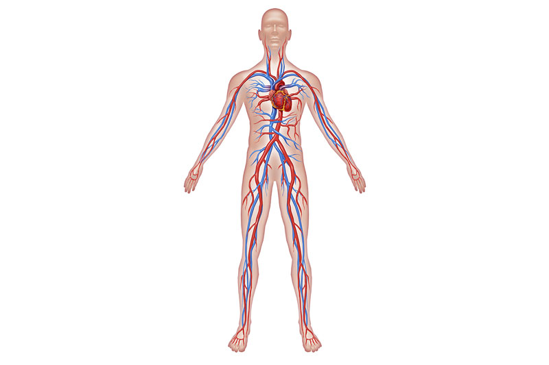 The Cardiovascular System