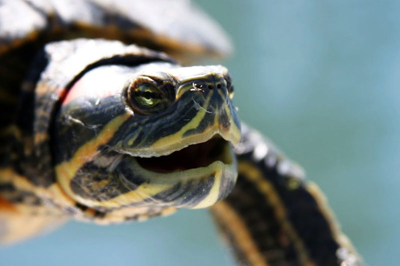 turtle Animals who live forever
