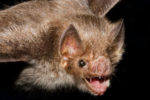 Vampire bat saliva