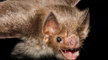 Vampire bat saliva